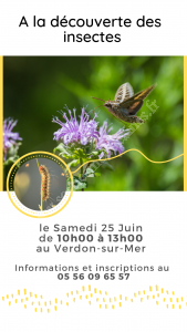 A la découverte des Insectes