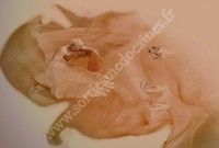 Exposition de Nathaniel Raymond