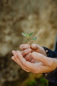 Reconnaissance des plantes sauvages comestibles