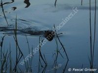 Sur les traces de la Loutre - Rencontre avec Stéphane Raimond