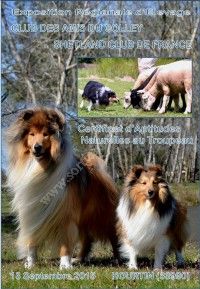 Exposition Canine Colley et Shetland