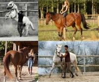 Stage de travail comportemental au sol et à cheval