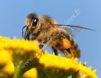 Animation enfants - Le monde des abeilles et de l'apiculture