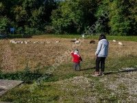 Découverte des Moutons