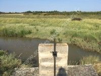 Découverte des plantes sauvages avec Séverine Bosq