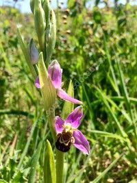 Inventaire participatif d'orchidées