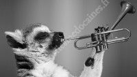 Escale musicale : les animaux en musique