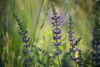 Découverte des plantes sauvages et leurs utilisations