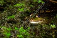 A la recherche des amphibiens !