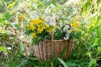 Balade botanique - les plantes de l'estuaire